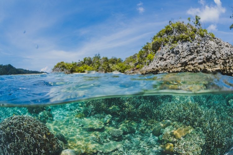 ¿Por qué es importante el uso de una Protección solar que sea Coral Respect?